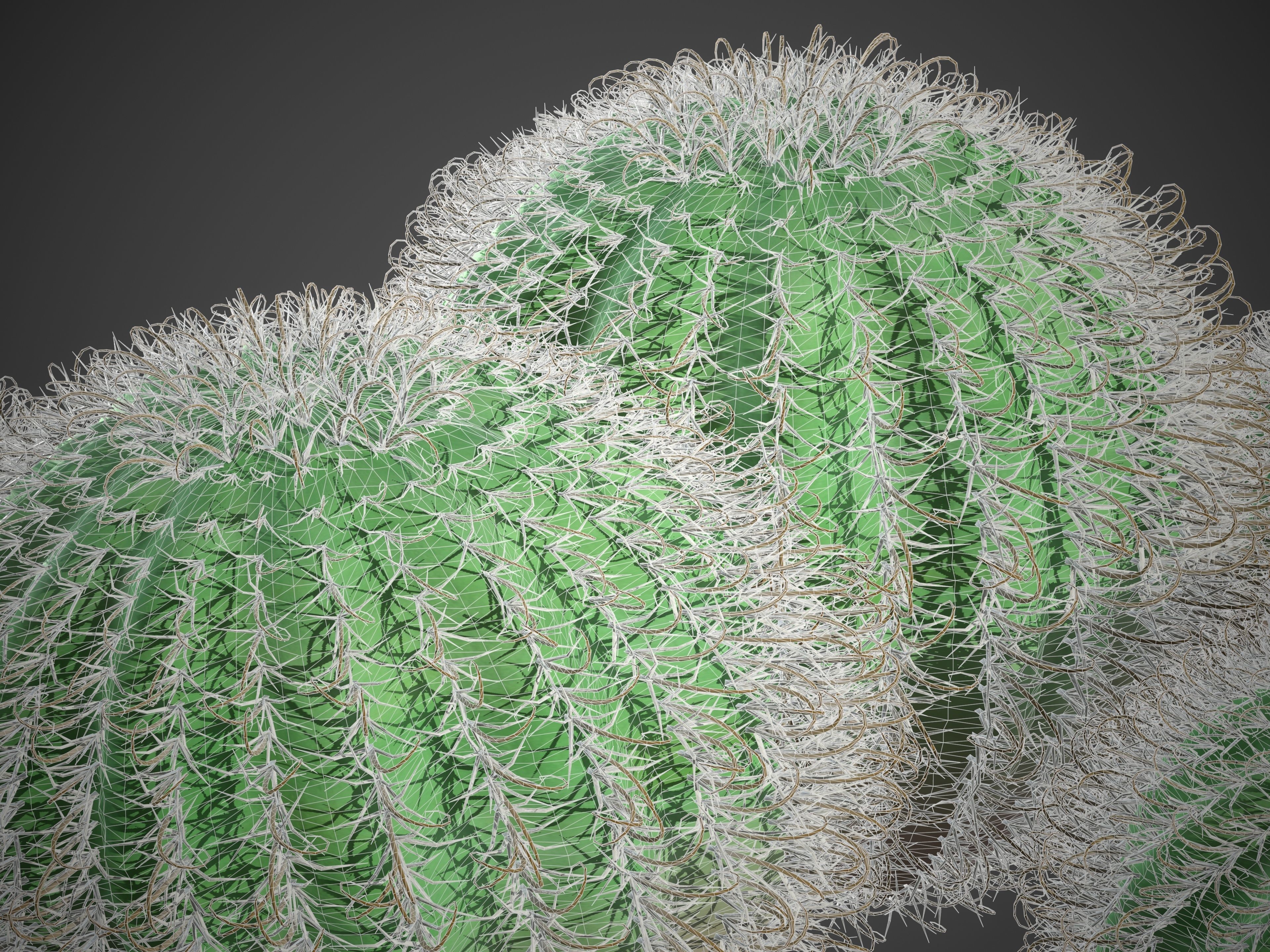 2021 PBR Arizona Barrel Cactus - Ferocactus Wislezenii  3D model_8