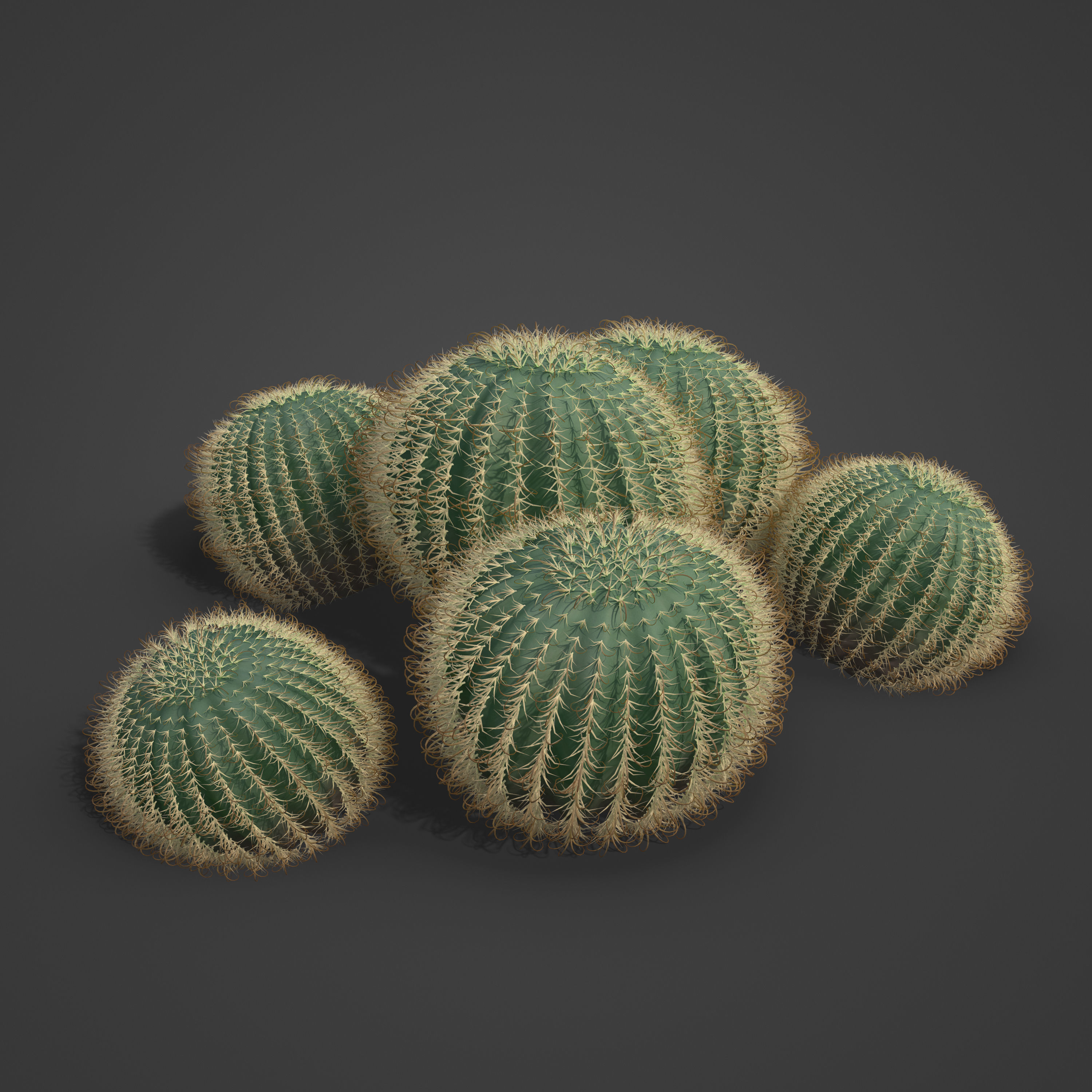 2021 PBR Arizona Barrel Cactus - Ferocactus Wislezenii  3D model_5