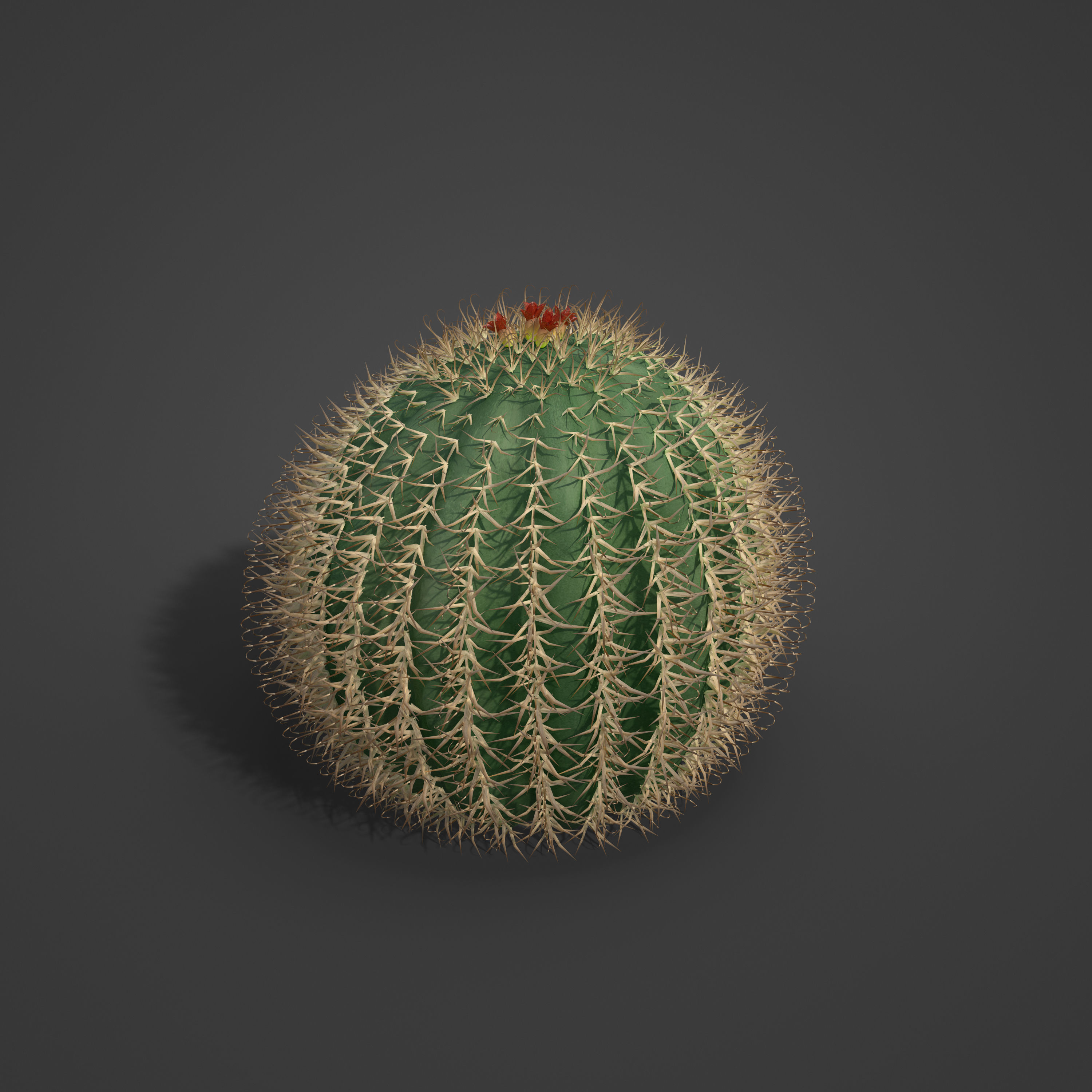 2021 PBR Arizona Barrel Cactus - Ferocactus Wislezenii  3D model_3