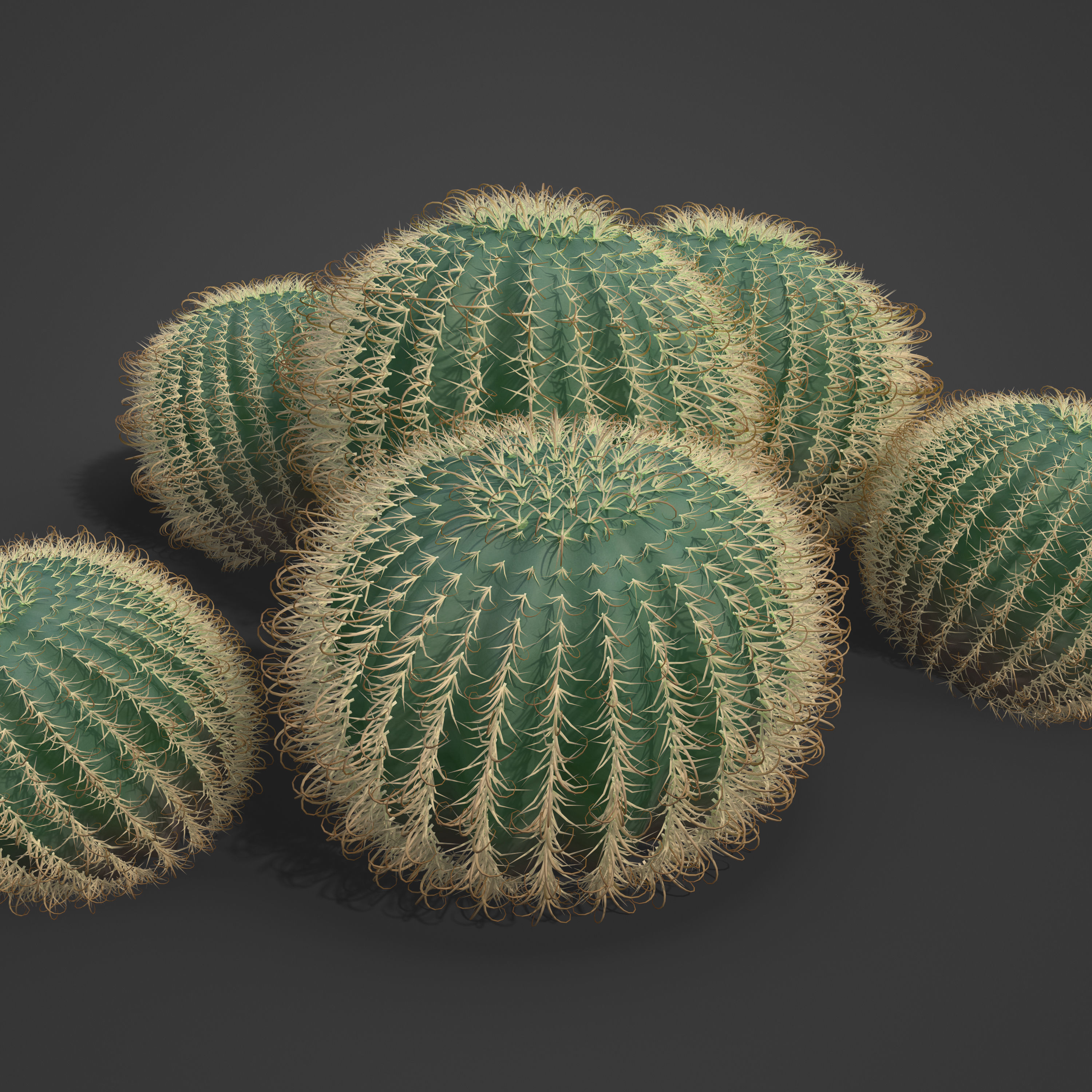 2021 PBR Arizona Barrel Cactus - Ferocactus Wislezenii  3D model_7
