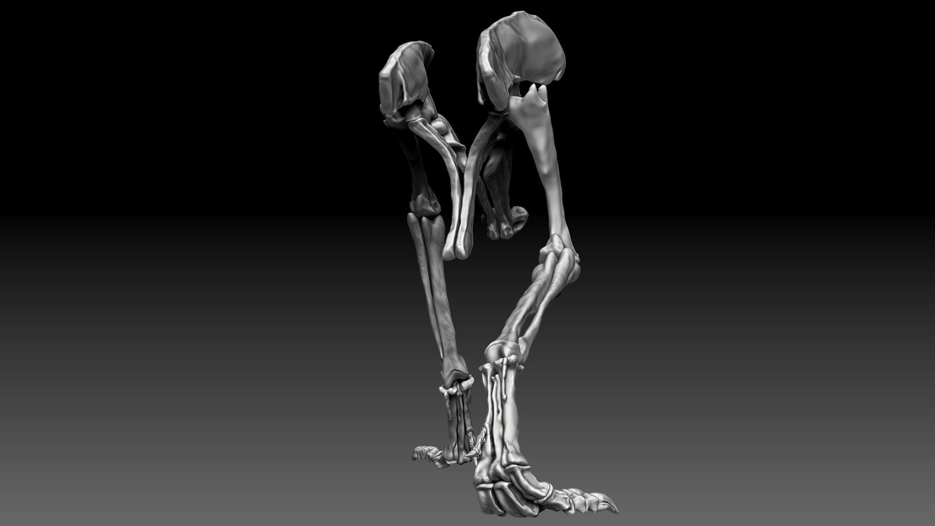 Spinosaurus 2020 version Hip Leg Set Skeletons 3D model_5