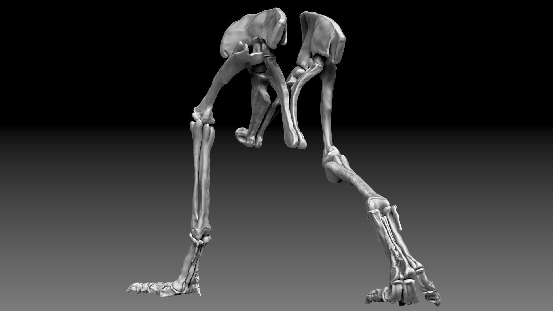 Spinosaurus 2020 version Hip Leg Set Skeletons 3D model_4