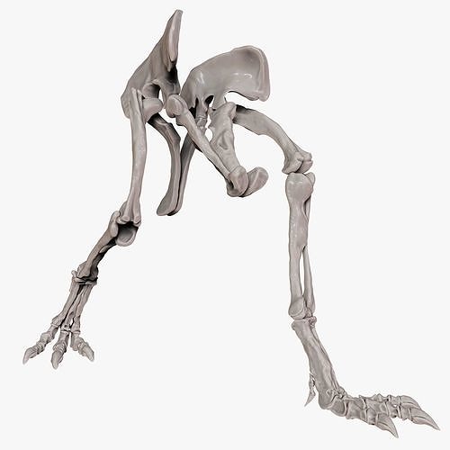 Spinosaurus 2020 version Hip Leg Set Skeletons 3D model