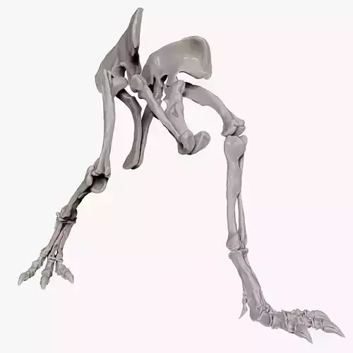 Spinosaurus 2020 version Hip Leg Set Skeletons 3D model