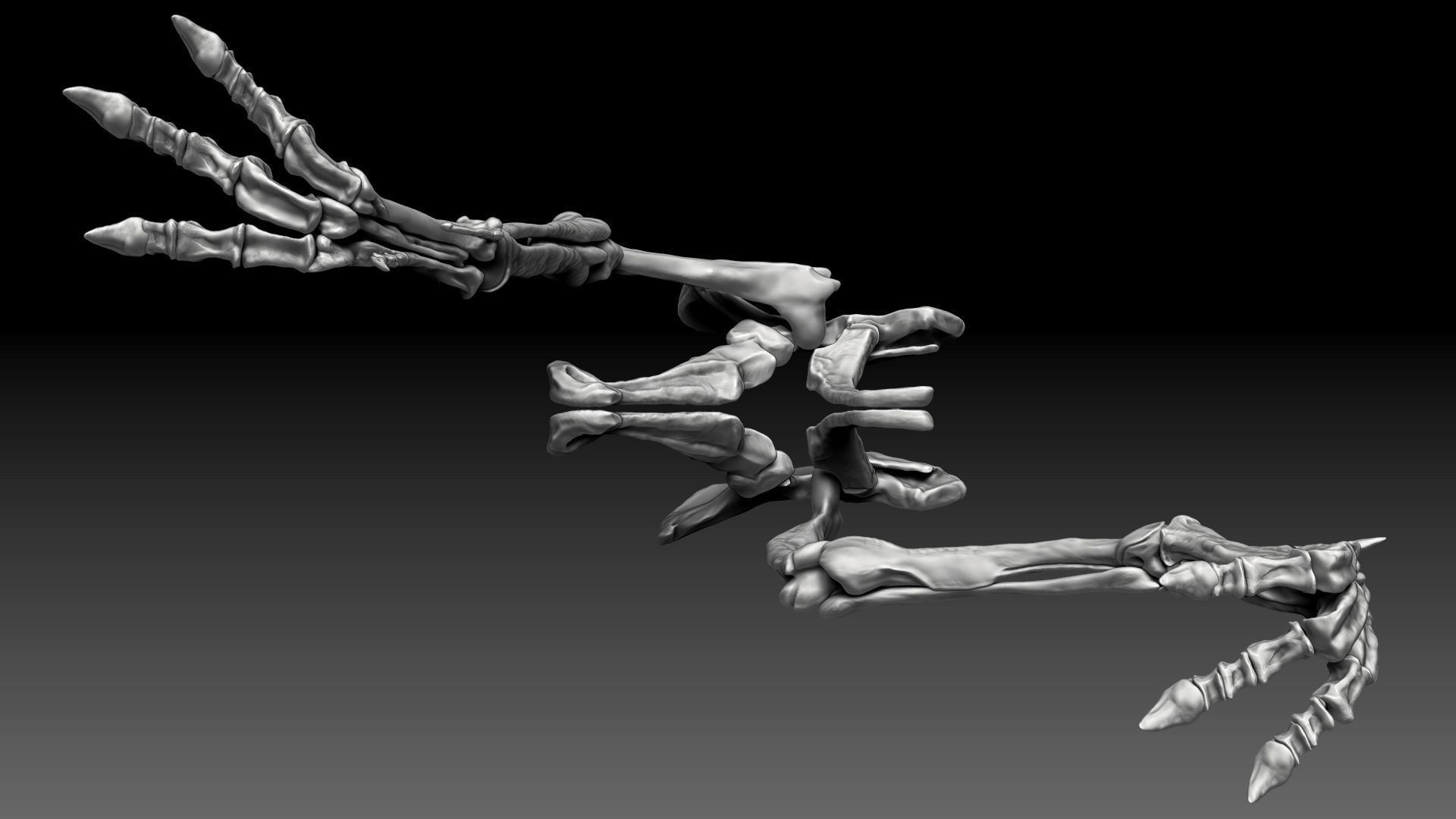 Spinosaurus 2020 version Hip Leg Set Skeletons 3D model_7