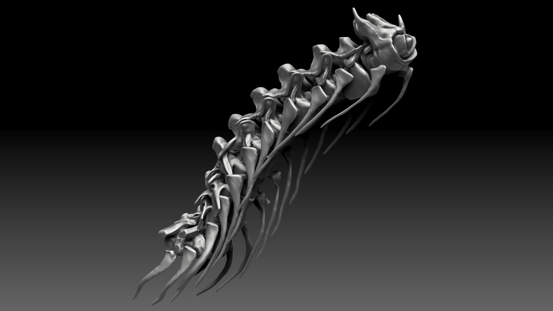 Spinosaurus 2020 version Neck Set Skeletons 3D model_2