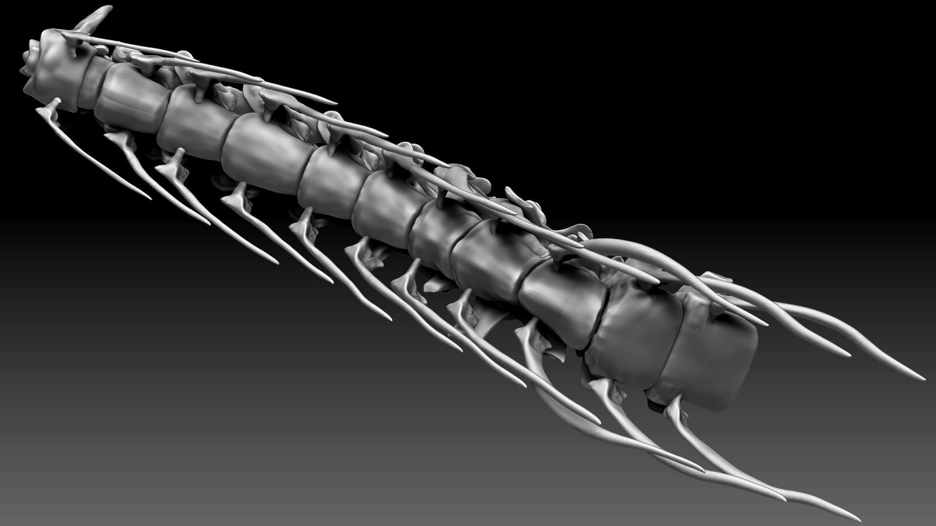 Spinosaurus 2020 version Neck Set Skeletons 3D model_8