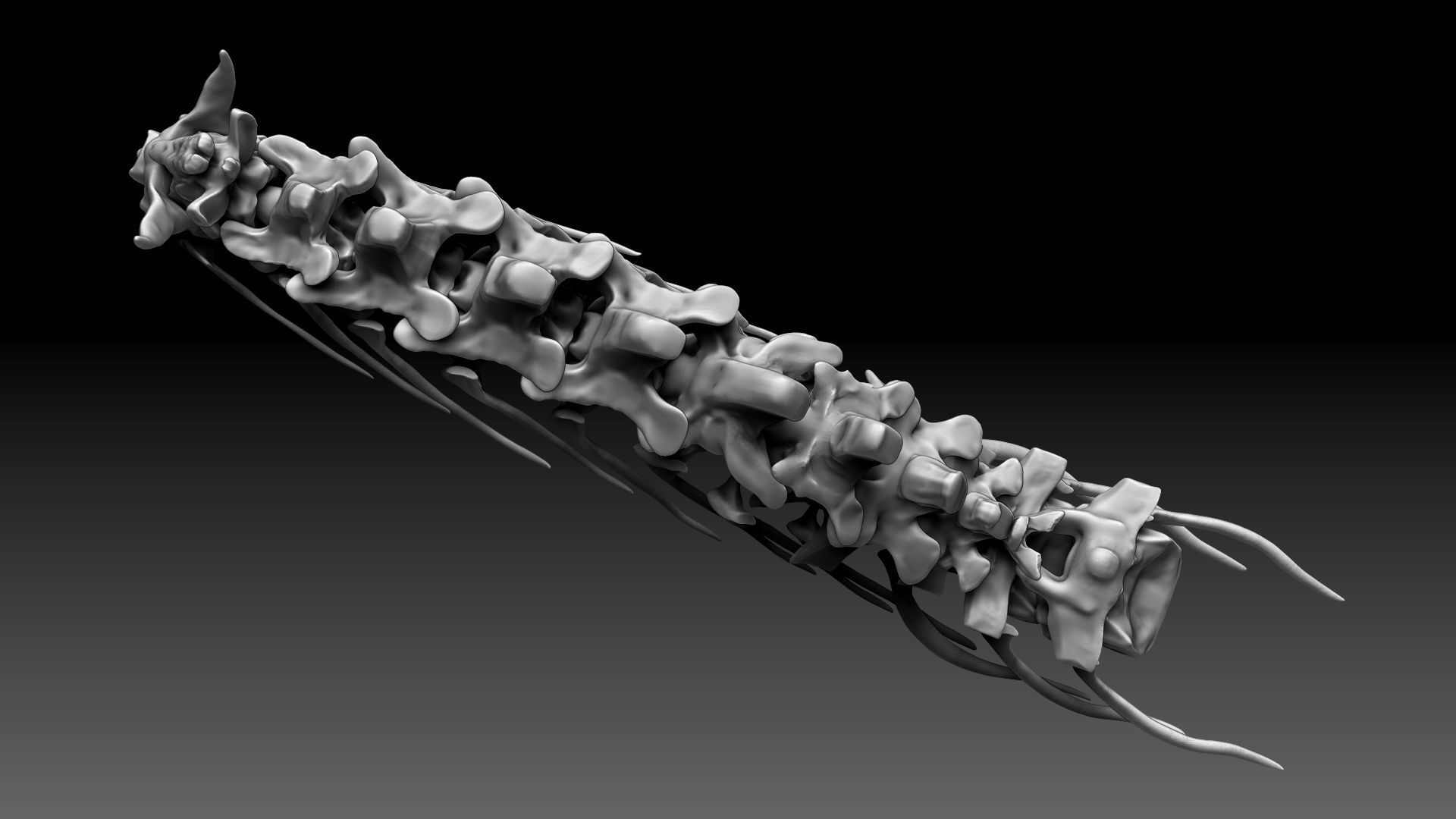 Spinosaurus 2020 version Neck Set Skeletons 3D model_6