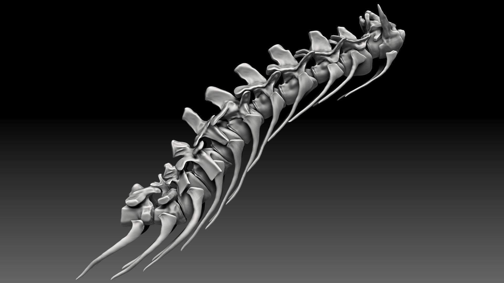 Spinosaurus 2020 version Neck Set Skeletons 3D model_3