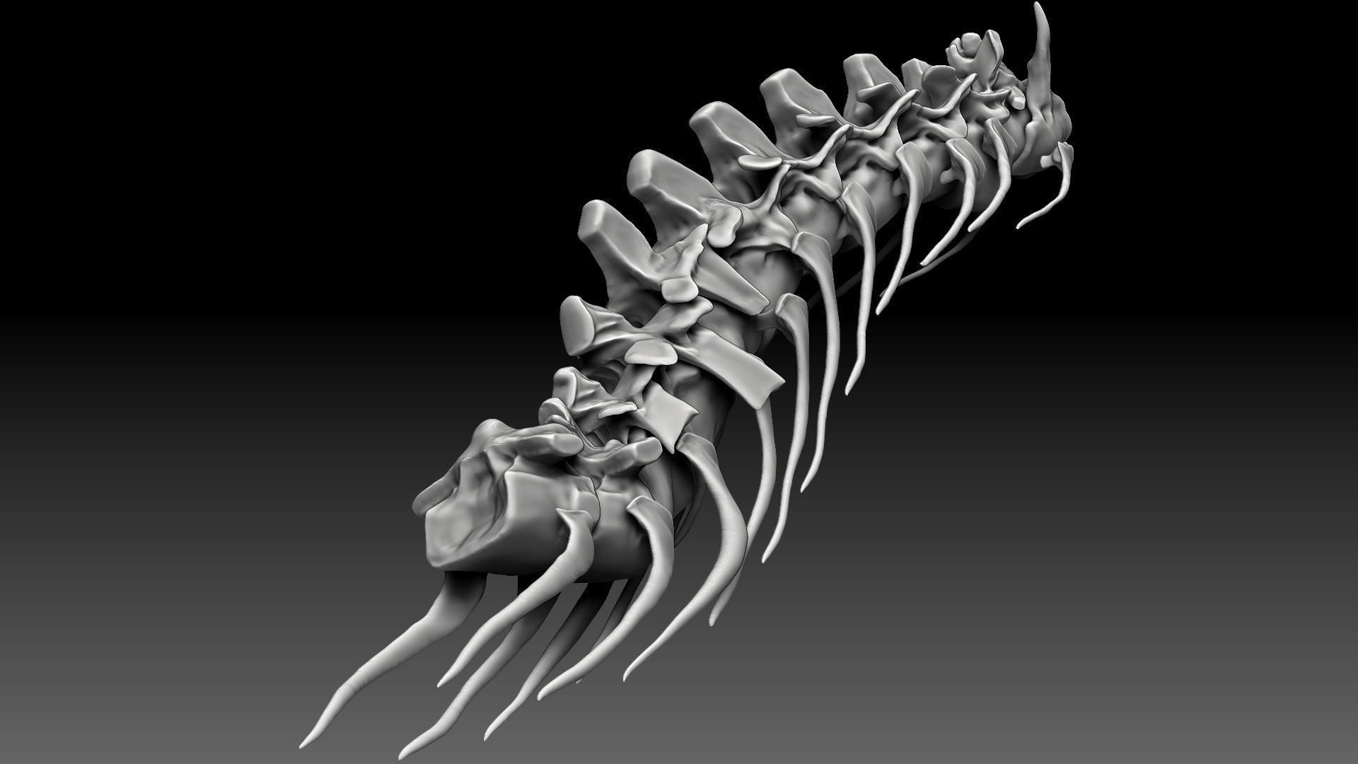 Spinosaurus 2020 version Neck Set Skeletons 3D model_4