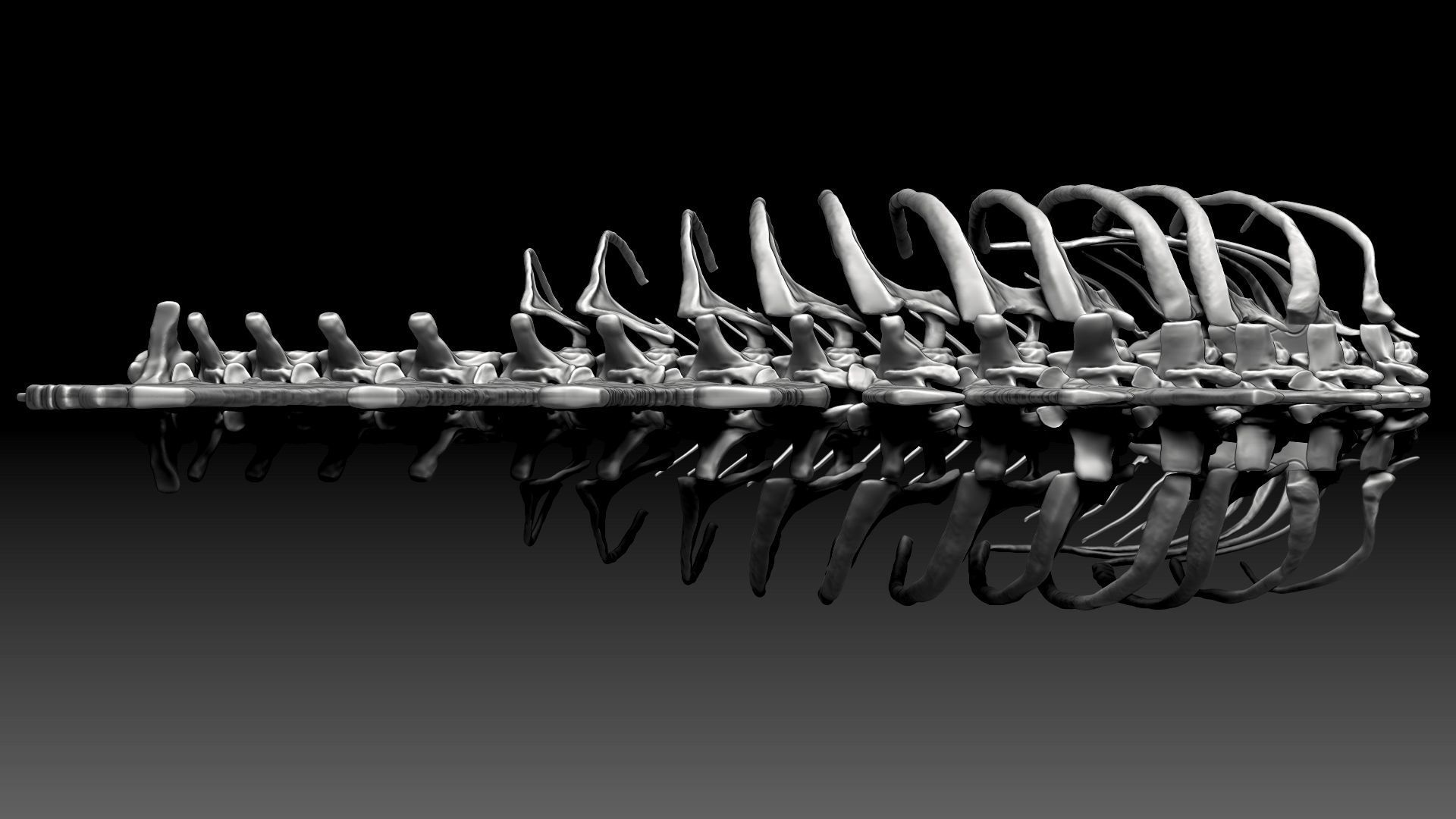 Spinosaurus 2020 version Rib Set Skeletons Sculpt Project 3D model_10
