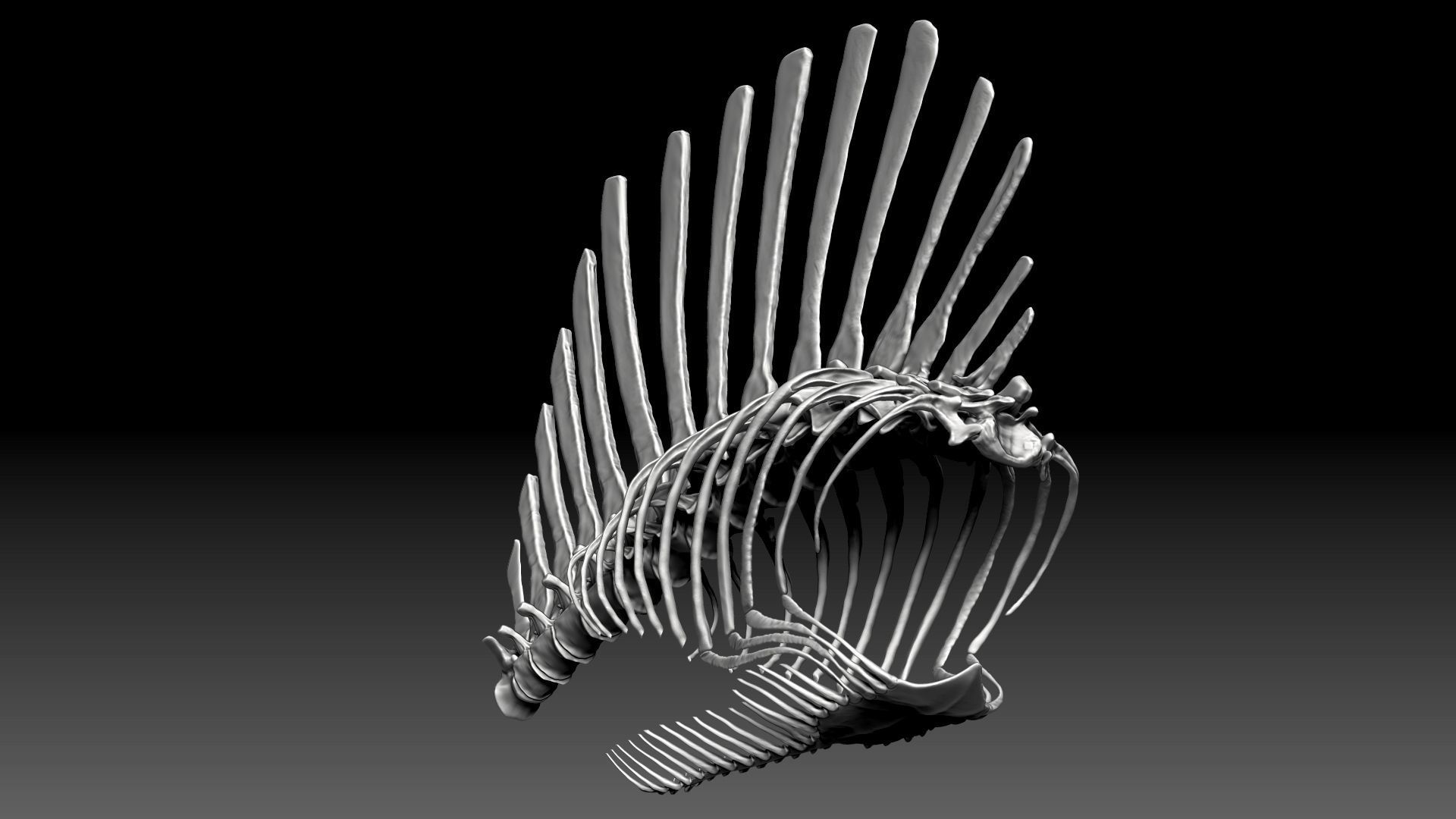Spinosaurus 2020 version Rib Set Skeletons Sculpt Project 3D model_12