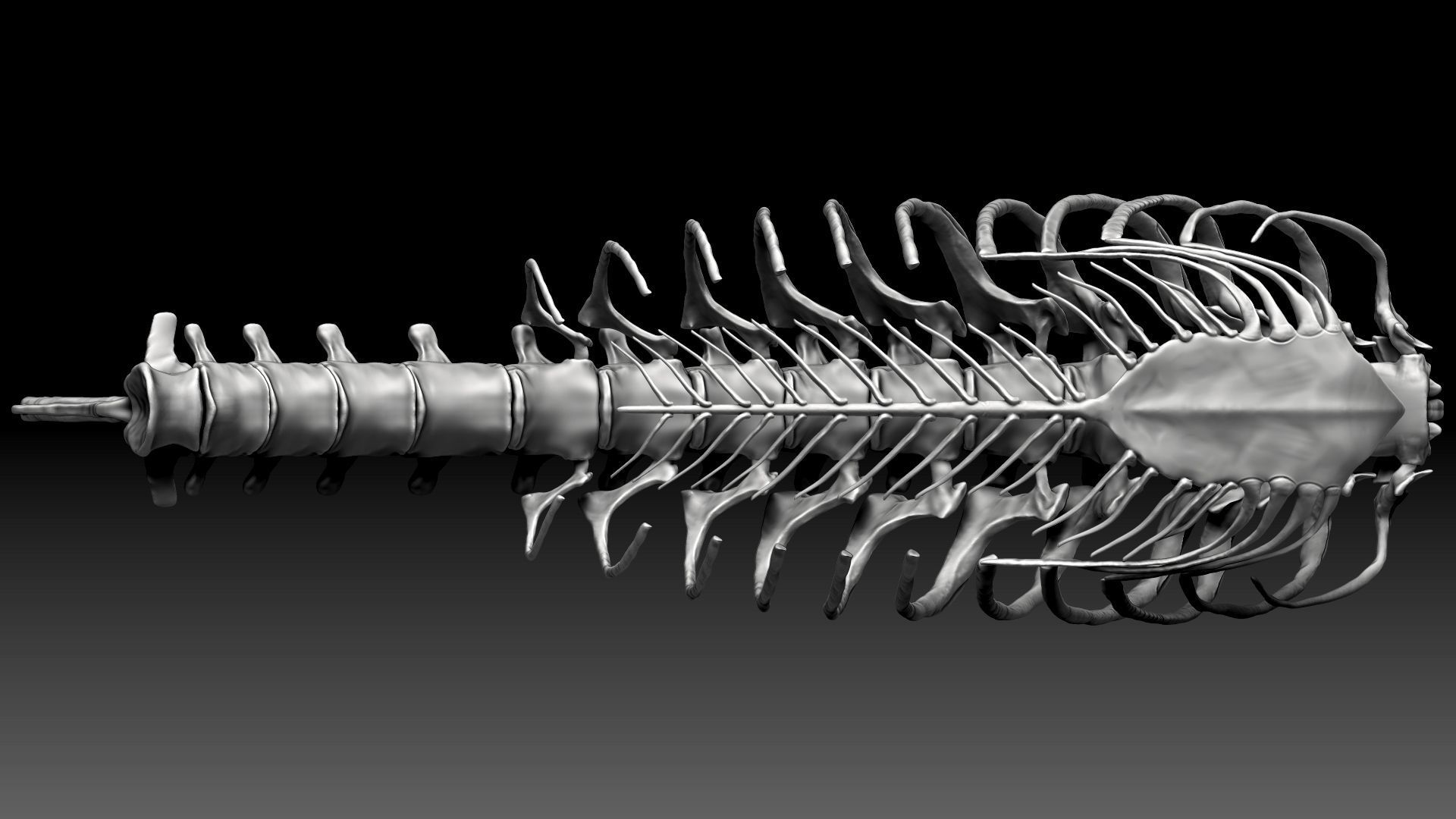 Spinosaurus 2020 version Rib Set Skeletons Sculpt Project 3D model_15