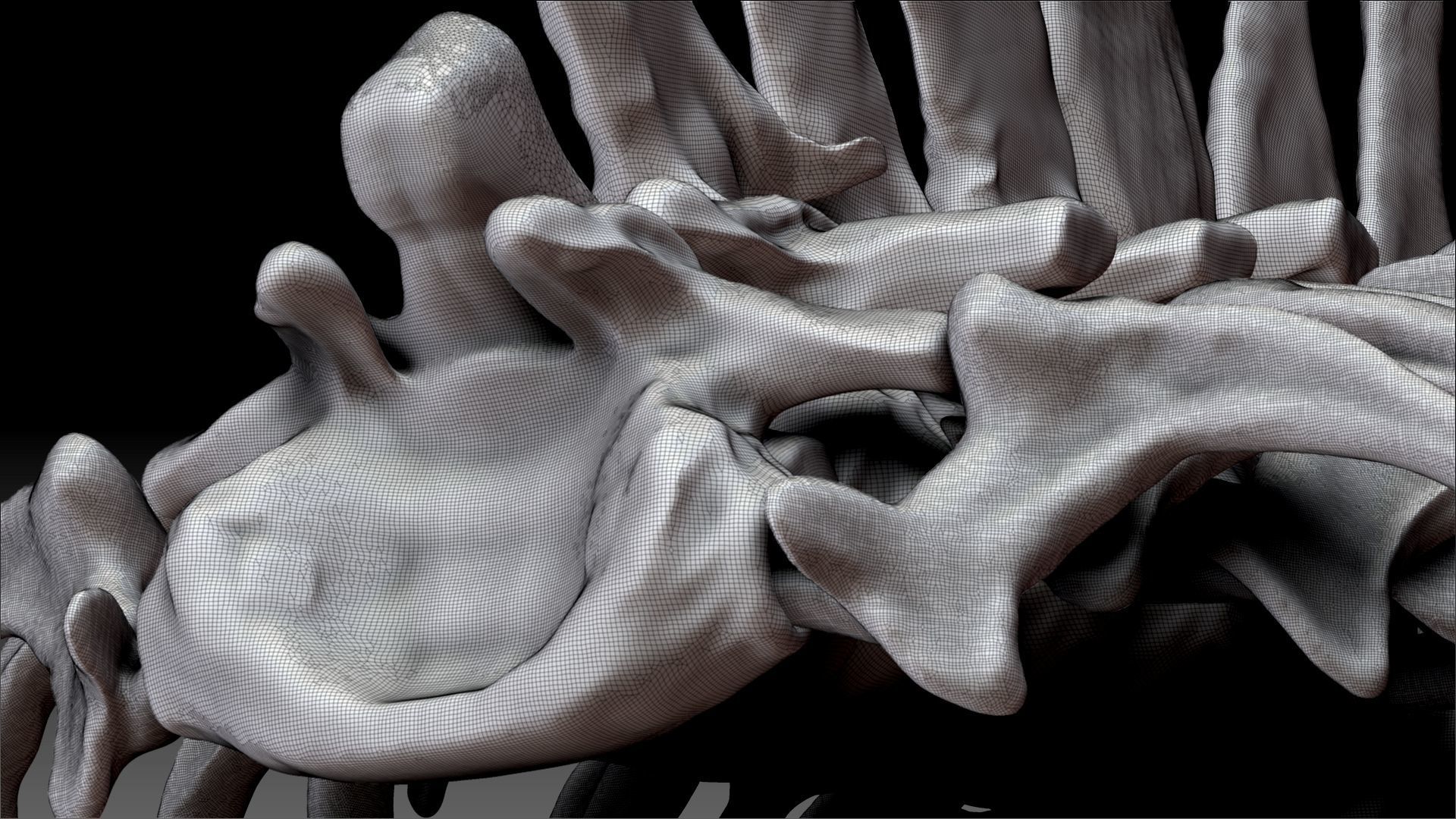 Spinosaurus 2020 version Rib Set Skeletons Sculpt Project 3D model_17