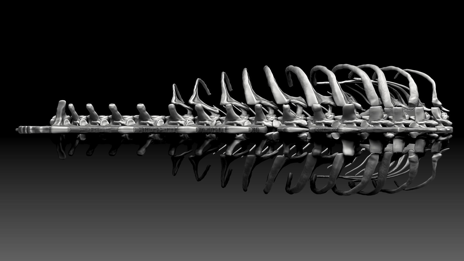 Spinosaurus 2020 version Rib Set Skeletons Sculpt Project 3D model_13