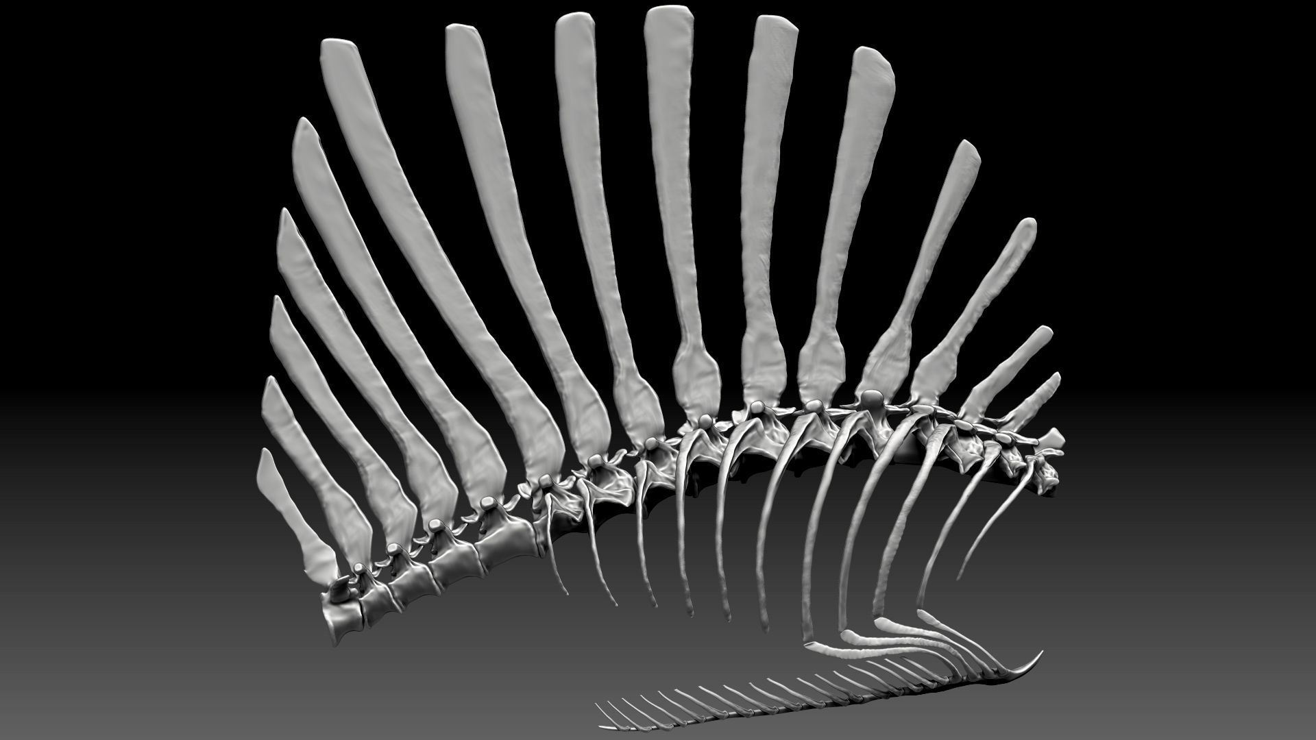 Spinosaurus 2020 version Rib Set Skeletons Sculpt Project 3D model_14