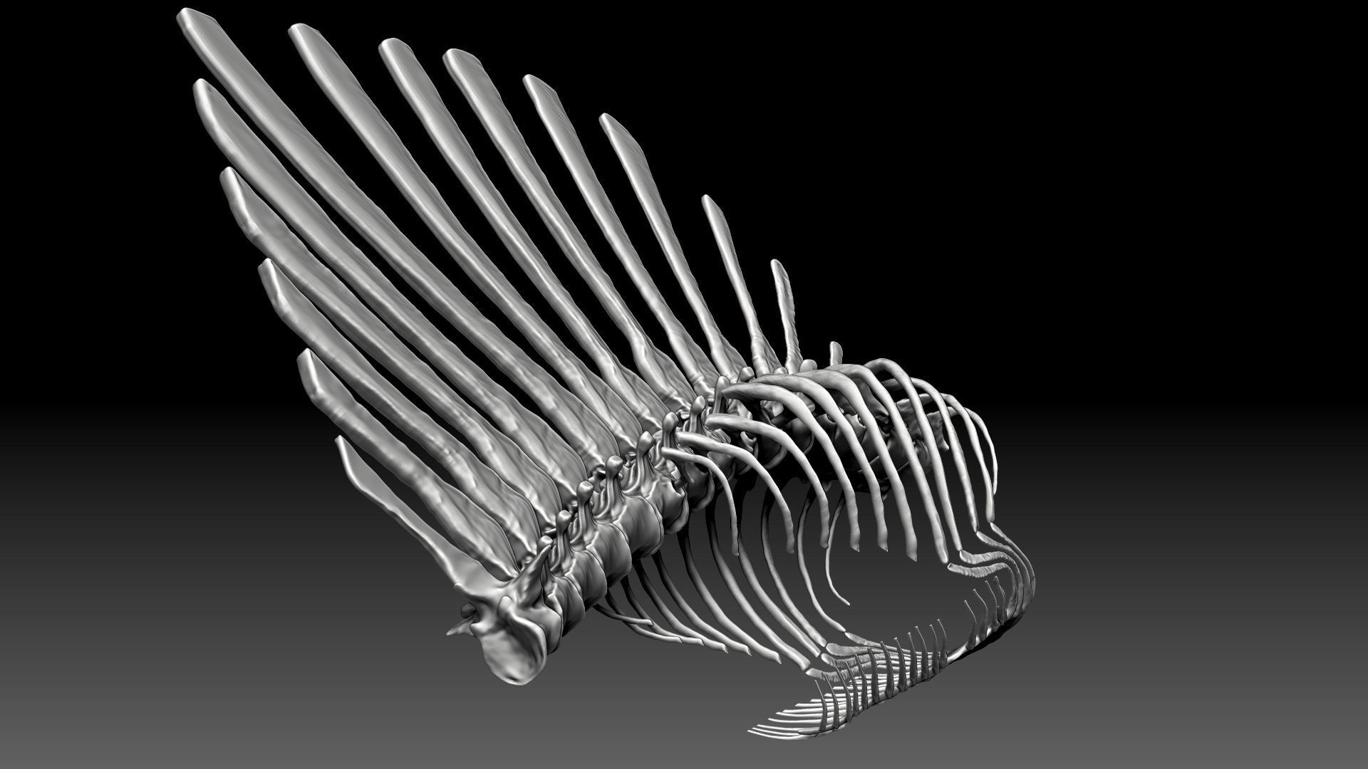 Spinosaurus 2020 version Rib Set Skeletons Sculpt Project 3D model_6