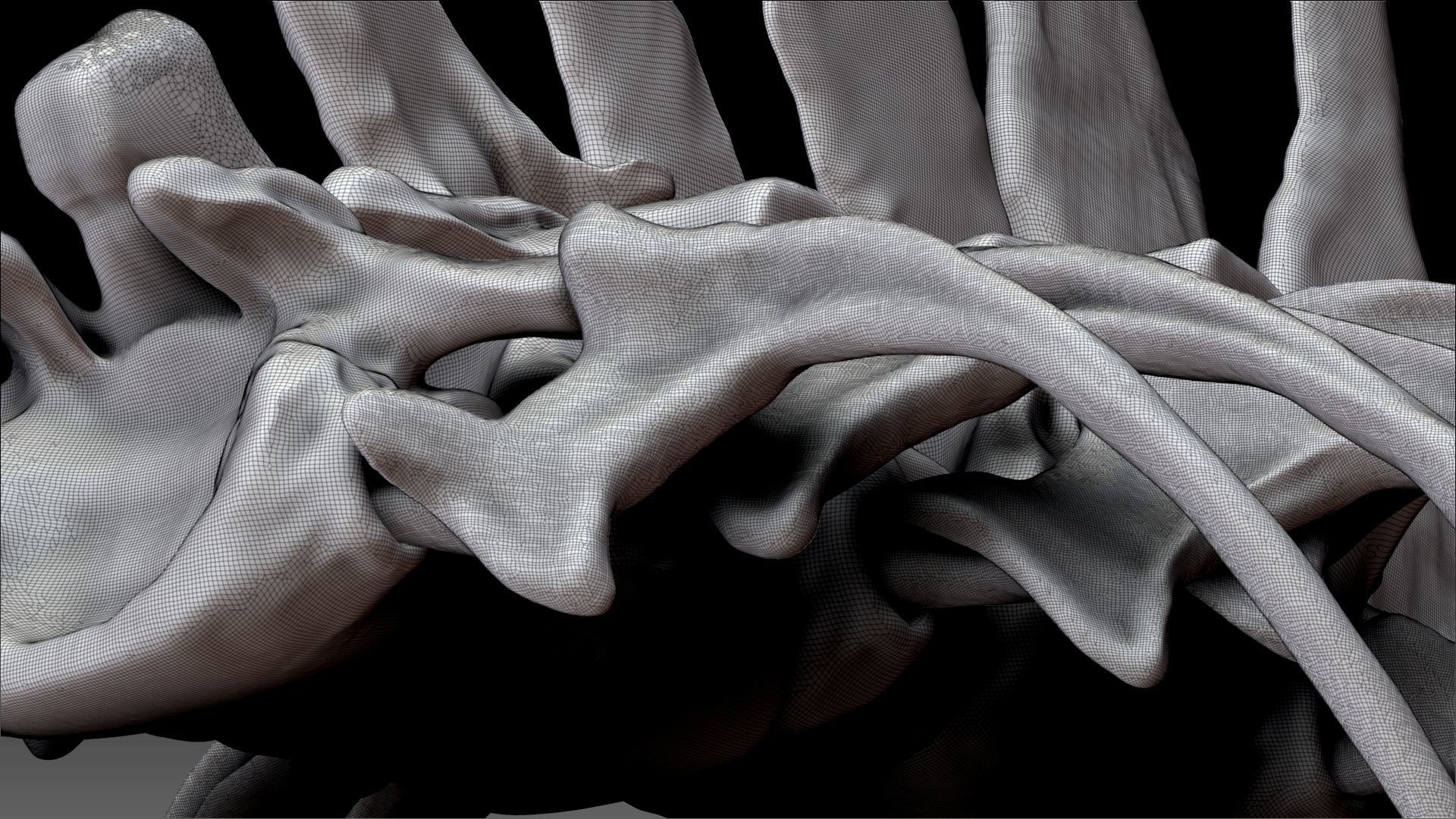 Spinosaurus 2020 version Rib Set Skeletons Sculpt Project 3D model_18