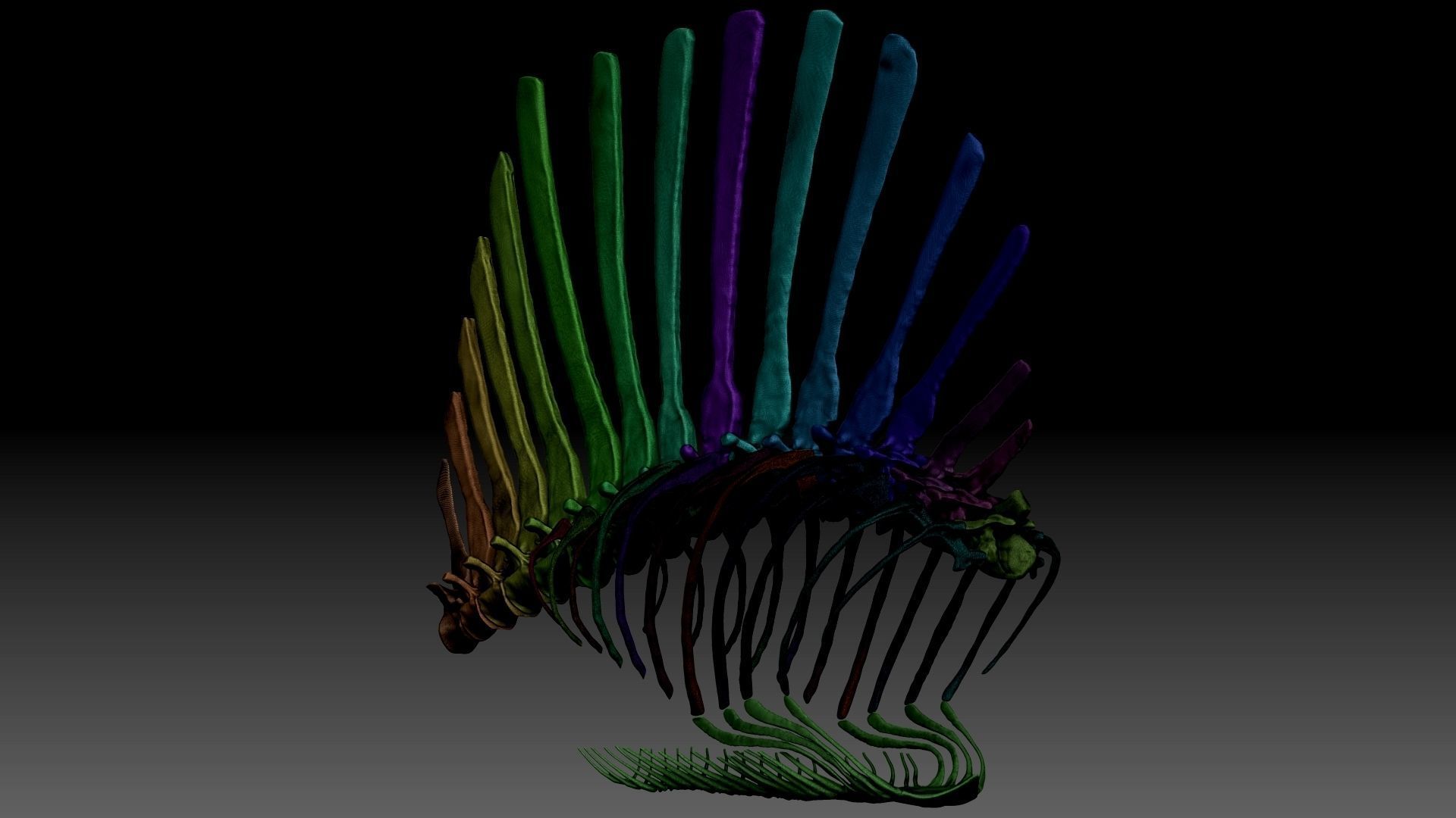 Spinosaurus 2020 version Rib Set Skeletons Sculpt Project 3D model_11