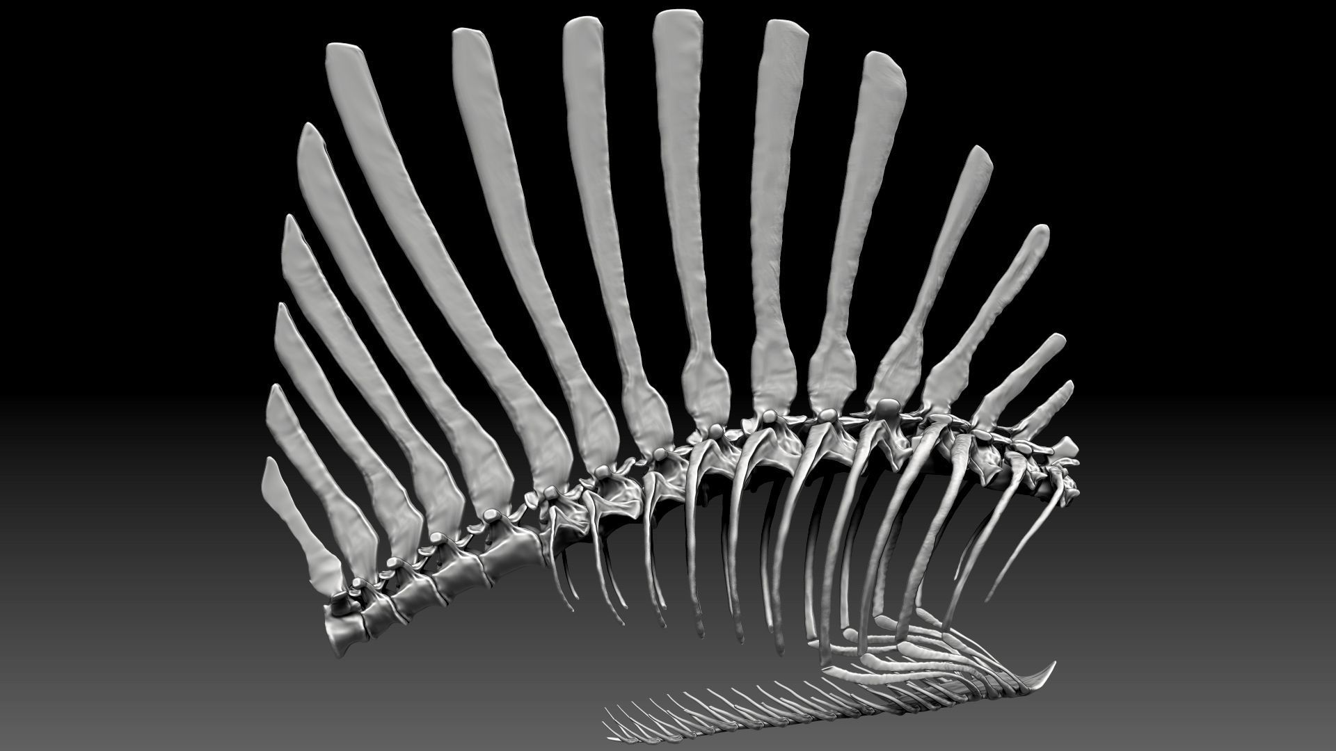 Spinosaurus 2020 version Rib Set Skeletons Sculpt Project 3D model_3