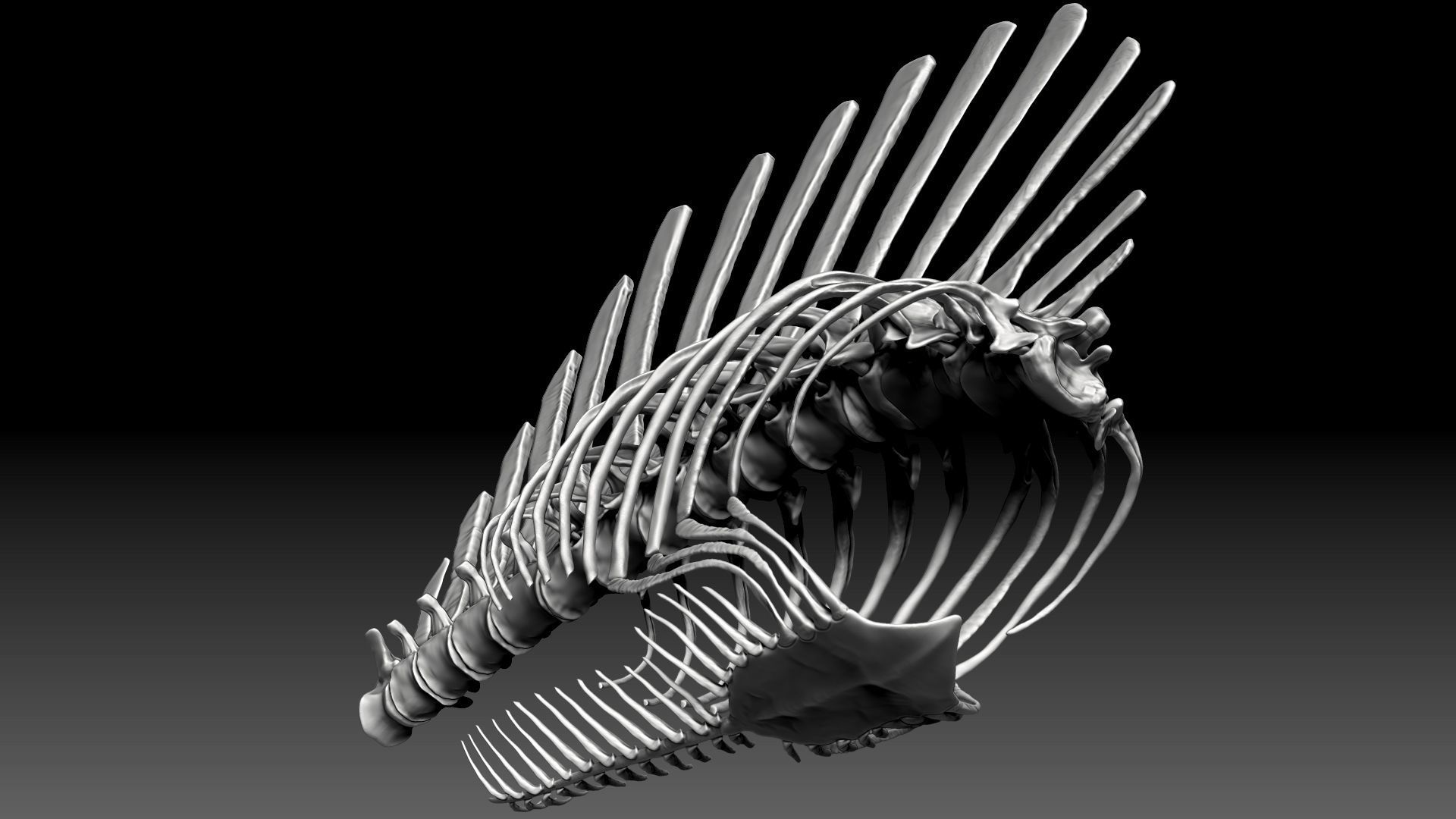 Spinosaurus 2020 version Rib Set Skeletons Sculpt Project 3D model_8