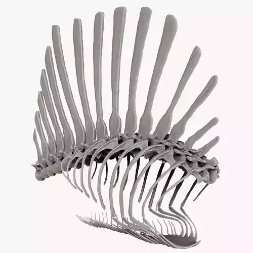 Spinosaurus 2020 version Rib Set Skeletons Sculpt Project