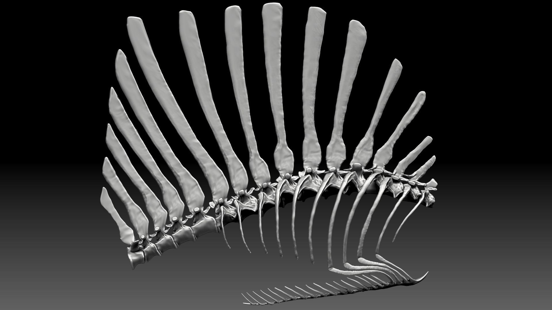 Spinosaurus 2020 version Rib Set Skeletons Sculpt Project 3D model_9