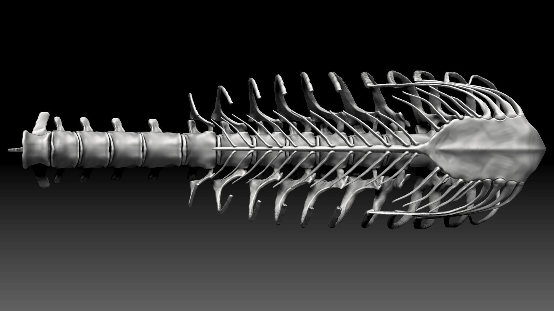 Spinosaurus 2020 version Rib Set Skeletons Sculpt Project 3D model_7