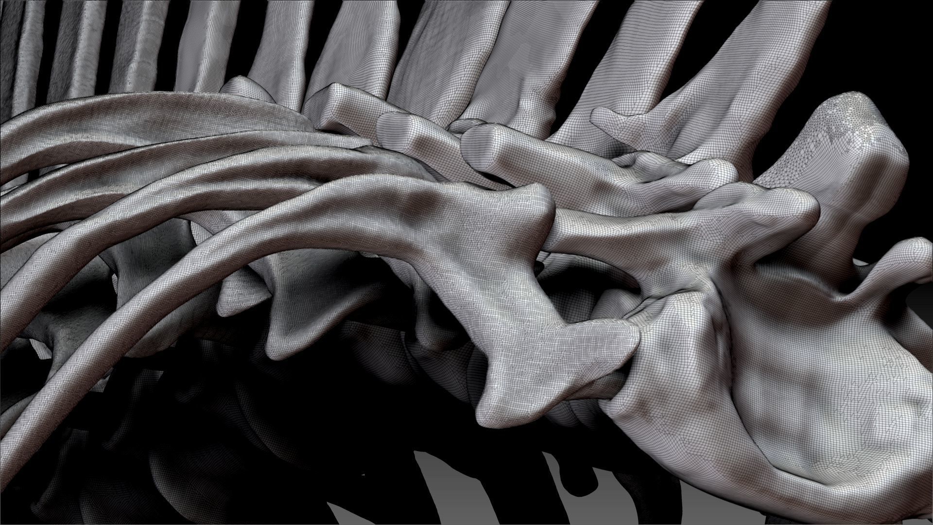 Spinosaurus 2020 version Rib Set Skeletons Sculpt Project 3D model_16