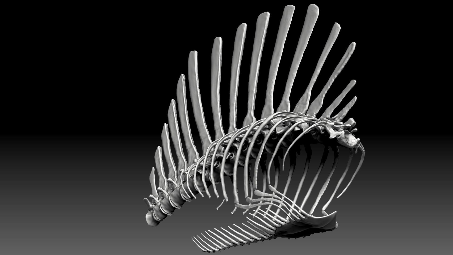 Spinosaurus 2020 version Rib Set Skeletons Sculpt Project 3D model_4