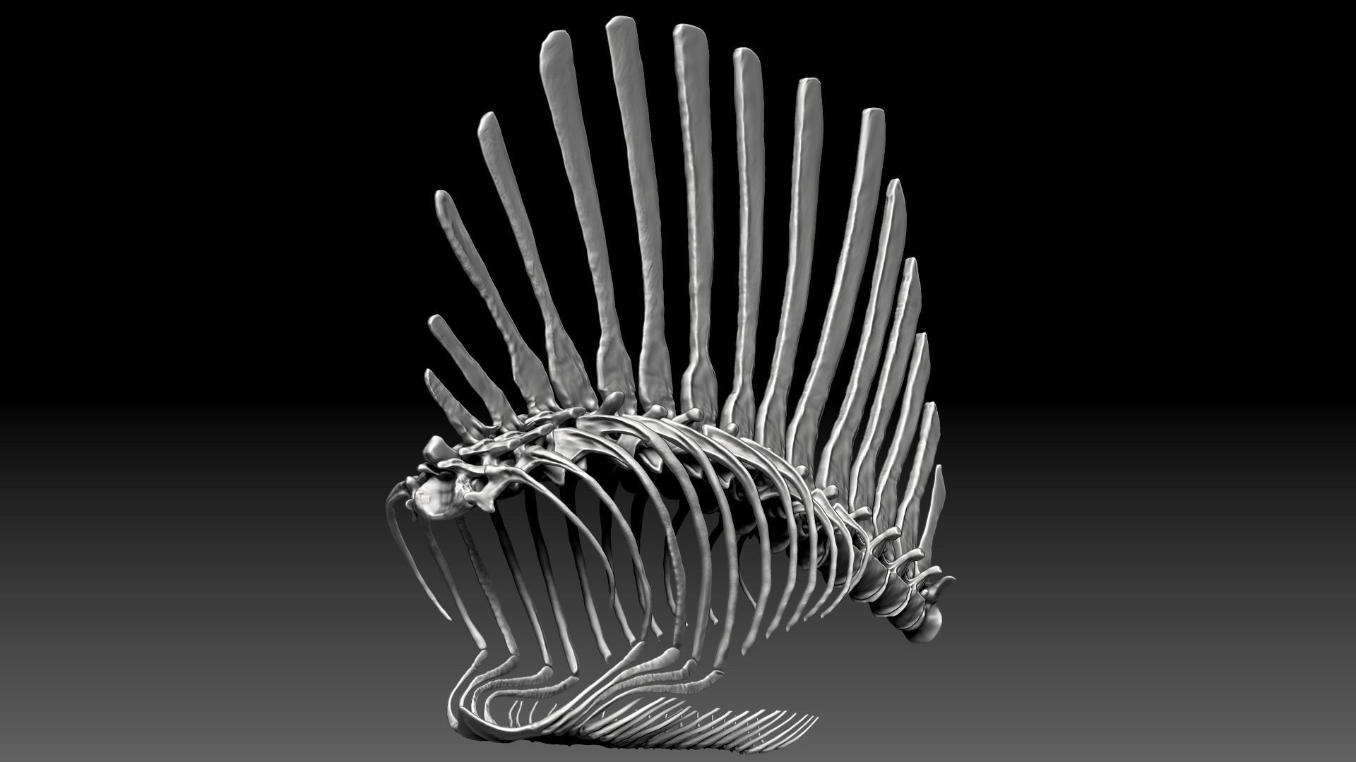 Spinosaurus 2020 version Rib Set Skeletons Sculpt Project 3D model_2