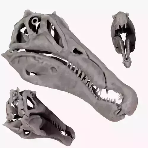 Spinosaurus 2020 version Skull Set Skeletons Sculpt Project 3D model