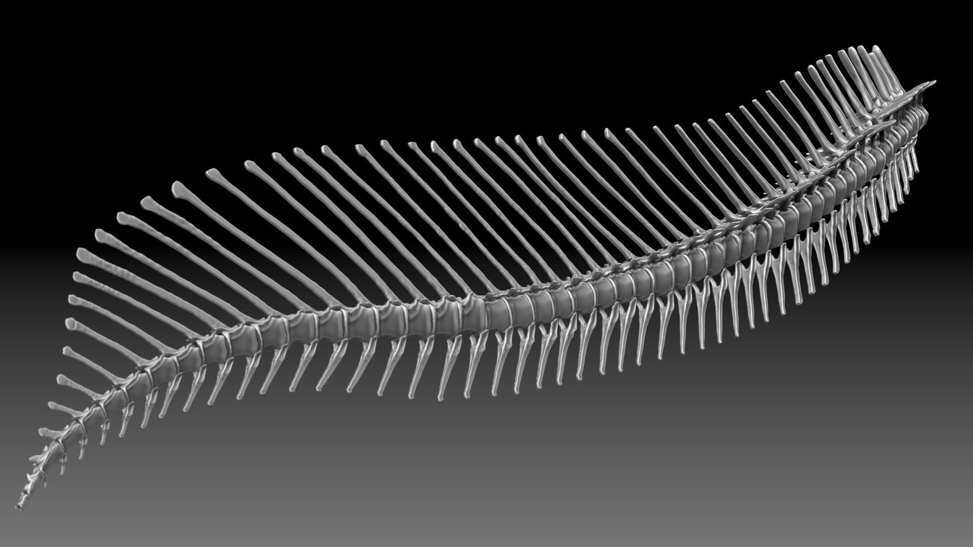 Dinosaur Spinosaurus 2020 version Tail Set Skeletons Sculpt 3D model_8