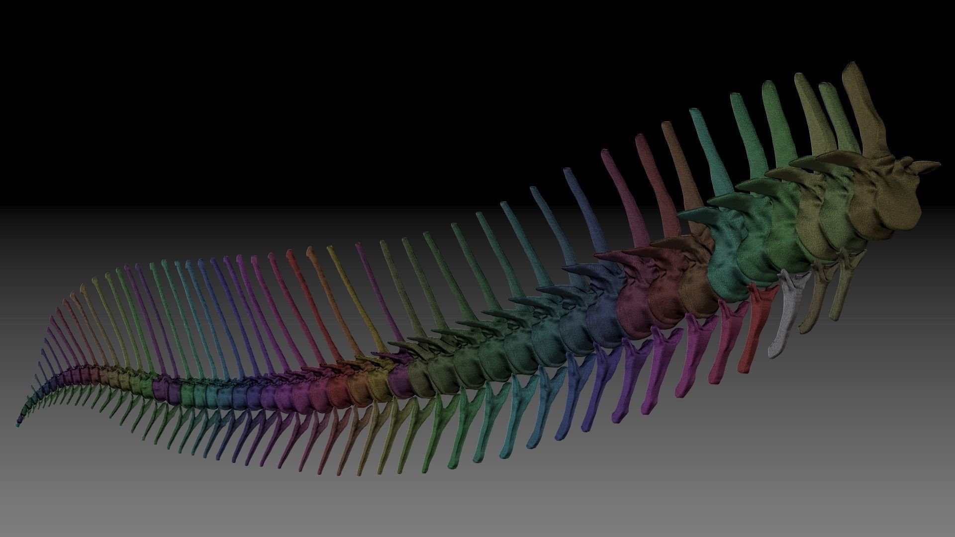 Dinosaur Spinosaurus 2020 version Tail Set Skeletons Sculpt 3D model_11