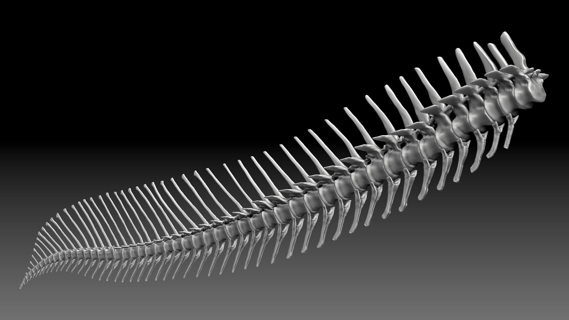 Dinosaur Spinosaurus 2020 version Tail Set Skeletons Sculpt 3D model_2