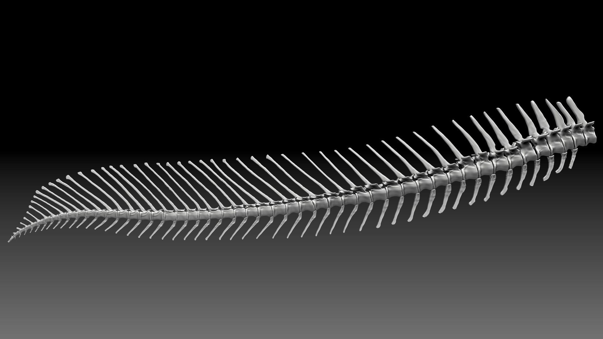 Dinosaur Spinosaurus 2020 version Tail Set Skeletons Sculpt 3D model_4