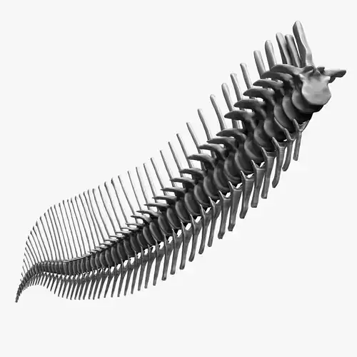 Spinosaurus 2020 version Tail Set Skeletons Sculpt Project 3D model