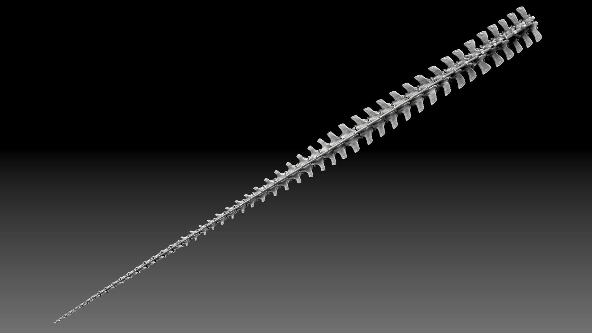 Dinosaur Spinosaurus 2020 version Tail Set Skeletons Sculpt 3D model_6