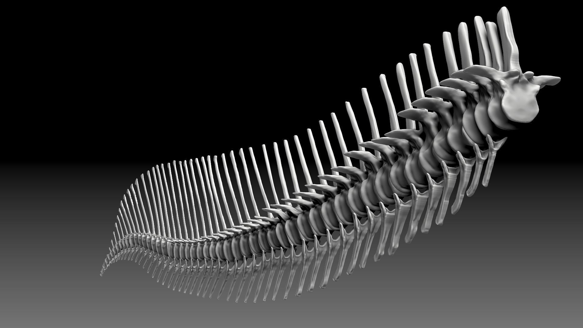 Dinosaur Spinosaurus 2020 version Tail Set Skeletons Sculpt 3D model_9