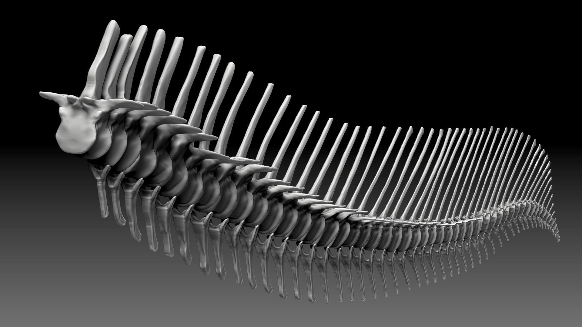 Dinosaur Spinosaurus 2020 version Tail Set Skeletons Sculpt 3D model_3