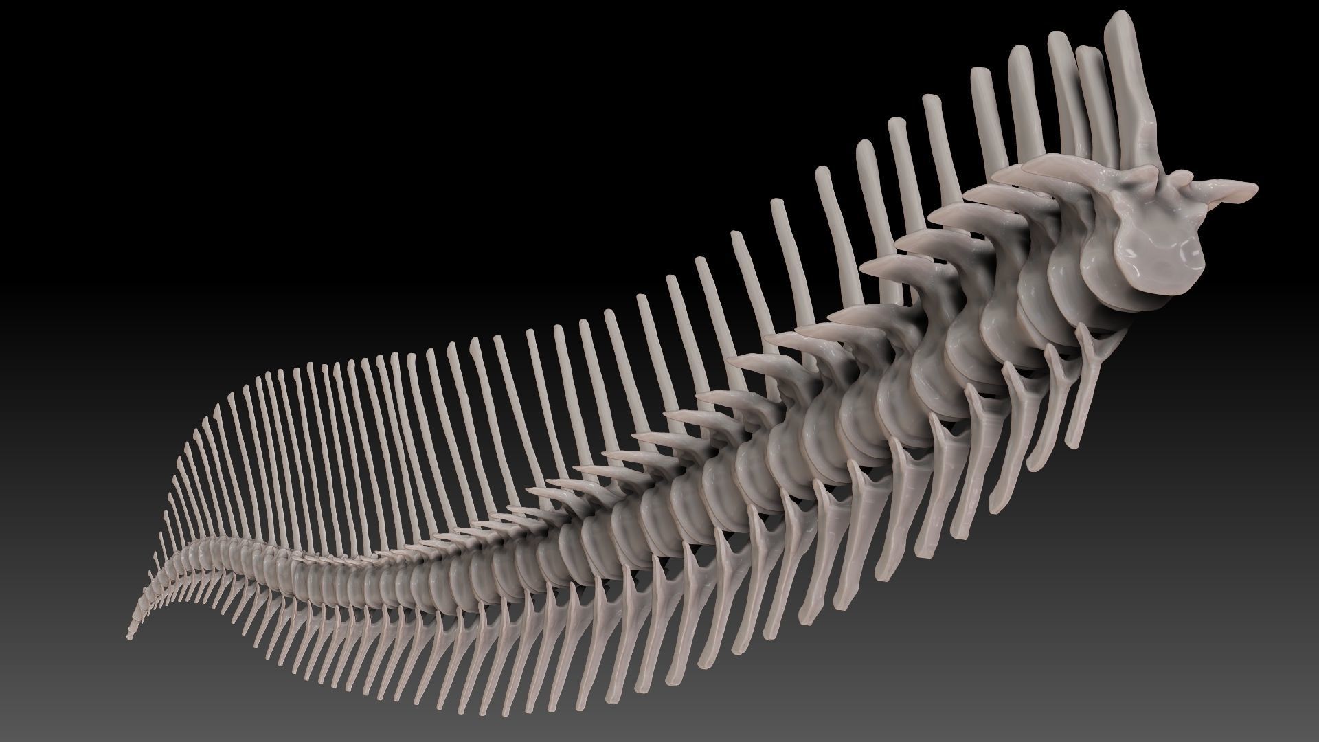 Dinosaur Spinosaurus 2020 version Tail Set Skeletons Sculpt 3D model_10