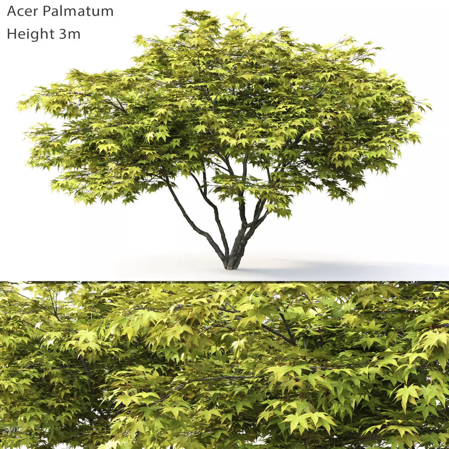 Acer Palmatum 01 3D model