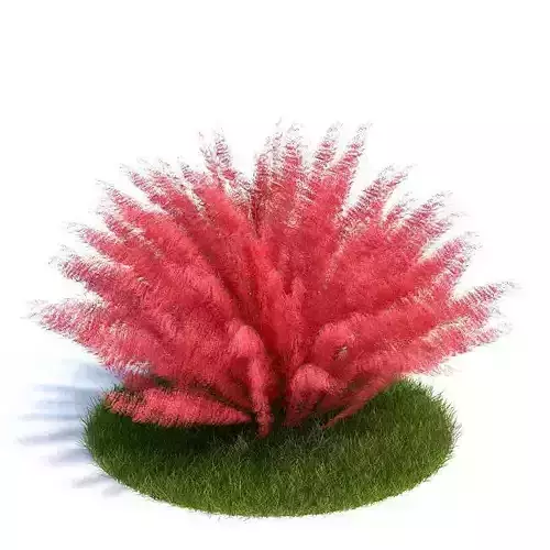 Tree Muhlengerga Capilaris