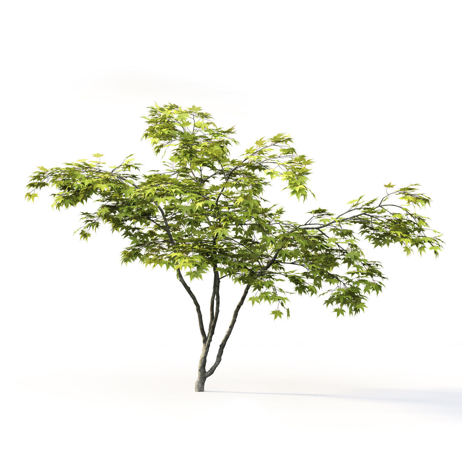 Acer Palmatum 02 3D model_2
