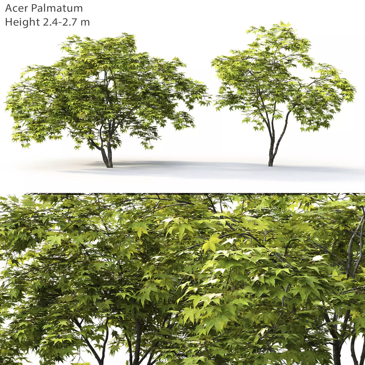 Acer Palmatum 02 3D model_0