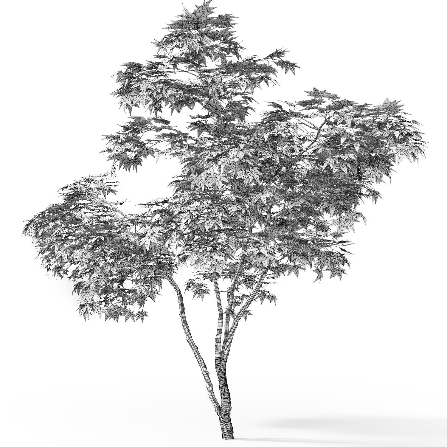 Acer Palmatum 02 3D model_3