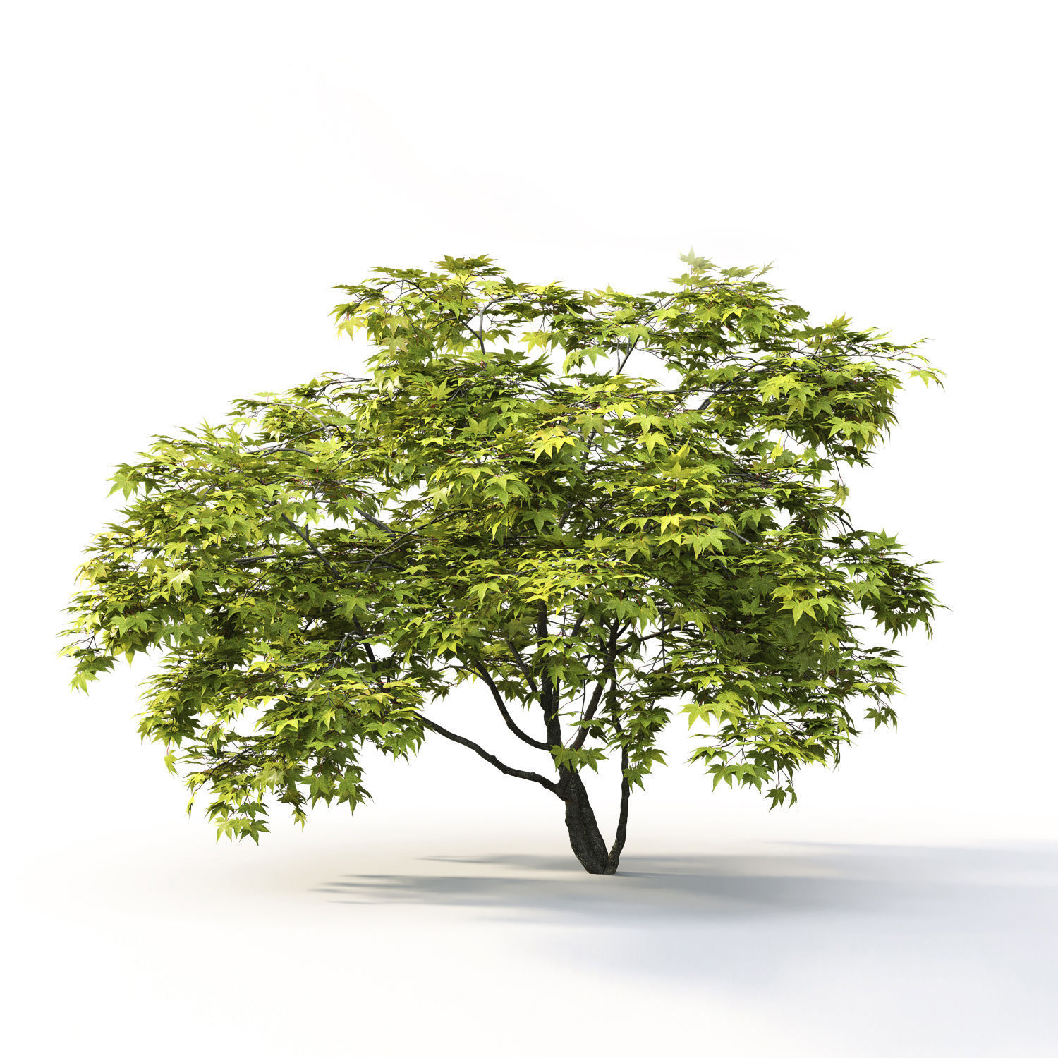 Acer Palmatum 02 3D model_1