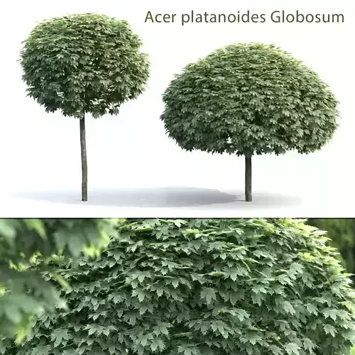 Acer platanoides Globosum