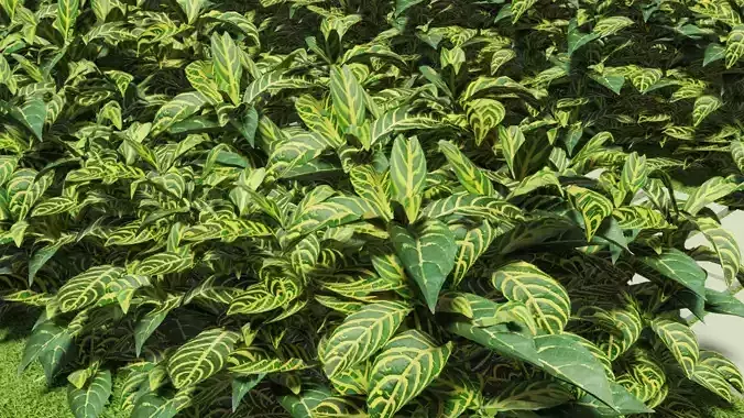 Aphelandra squarrosa