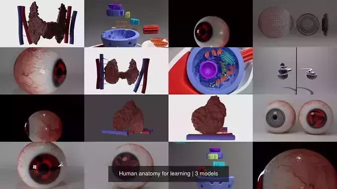 Human anatomy for learning 3D Model Collection